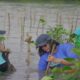 Biofarma Group Tanam 5.500 Bibit Mangrove Di Subang