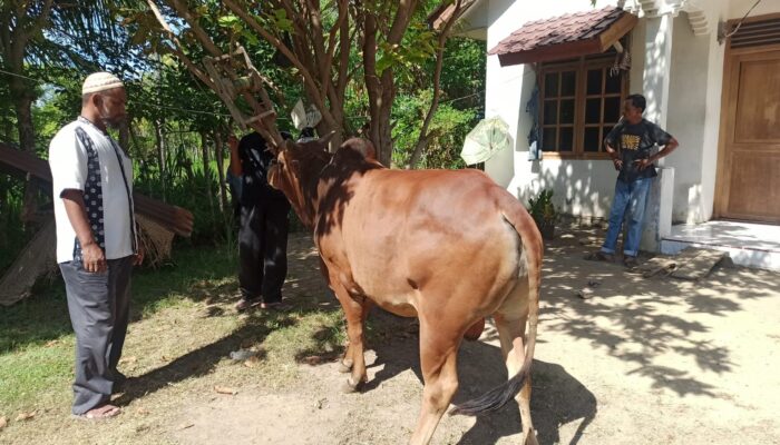 Dewan Dakwah Aceh Salurkan Hewan Qurban Ke Daerah Perbatasan