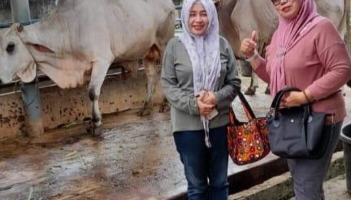 Rayakan Idul Adha 1444 H, IKAL SMAN 6 Medan Sembelih 7 Lembu