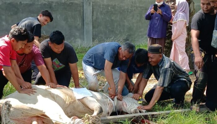 Yayasan Islamic Centre Sumut Sembelih 10 Hewan Kurban