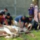 Yayasan Islamic Centre Sumut sembelih 10 hewan kurban, yang terdiri atas 8 lembu dan 2 ekor kambing yang dilaksanakan di Jl. Wiliam Iskandar, Desa Kenangan Baru, Percut Sei Tuan, Kabupaten Deli Serdang, Kamis (29/6).Waspada/ist