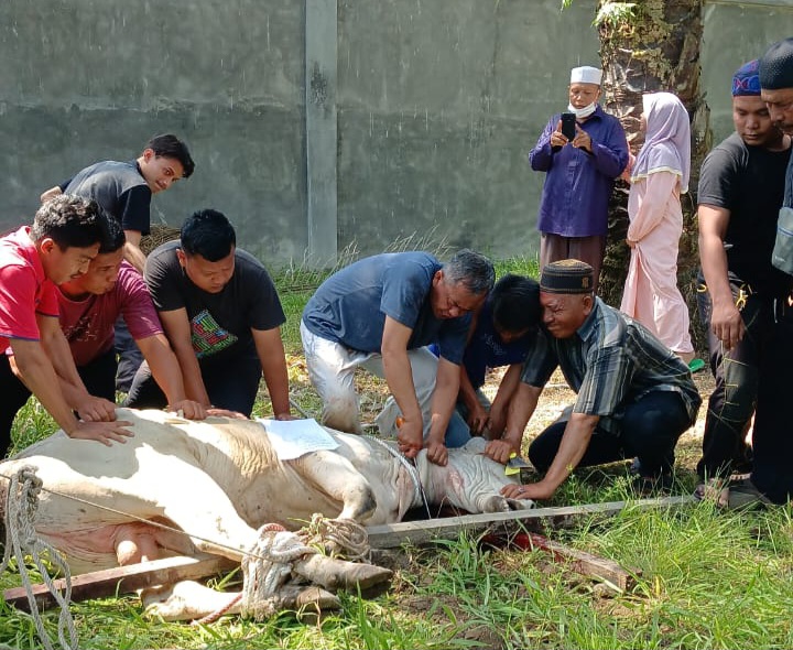 Yayasan Islamic Centre Sumut sembelih 10 hewan kurban, yang terdiri atas 8 lembu dan 2 ekor kambing yang dilaksanakan di Jl. Wiliam Iskandar, Desa Kenangan Baru, Percut Sei Tuan, Kabupaten Deli Serdang, Kamis (29/6).Waspada/ist