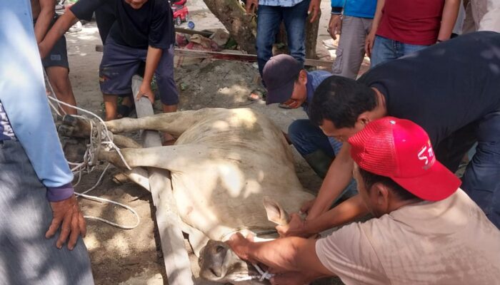 Lembu Kurban Lepas, Warga Berlarian
