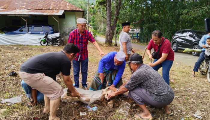 SMSI Madina Berkurban Dua Ekor Kambing