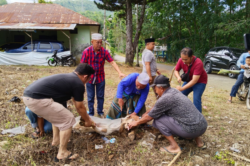 SMSI Madina Berkurban Dua Ekor Kambing
