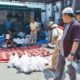 Idul Adha 1444 H, PN Medan Sembelih 6 Ekor Lembu