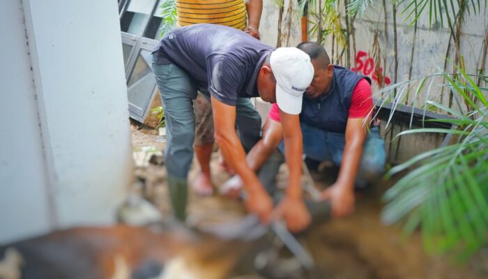 Kejari Medan Berbagi Daging Hewan Kurban