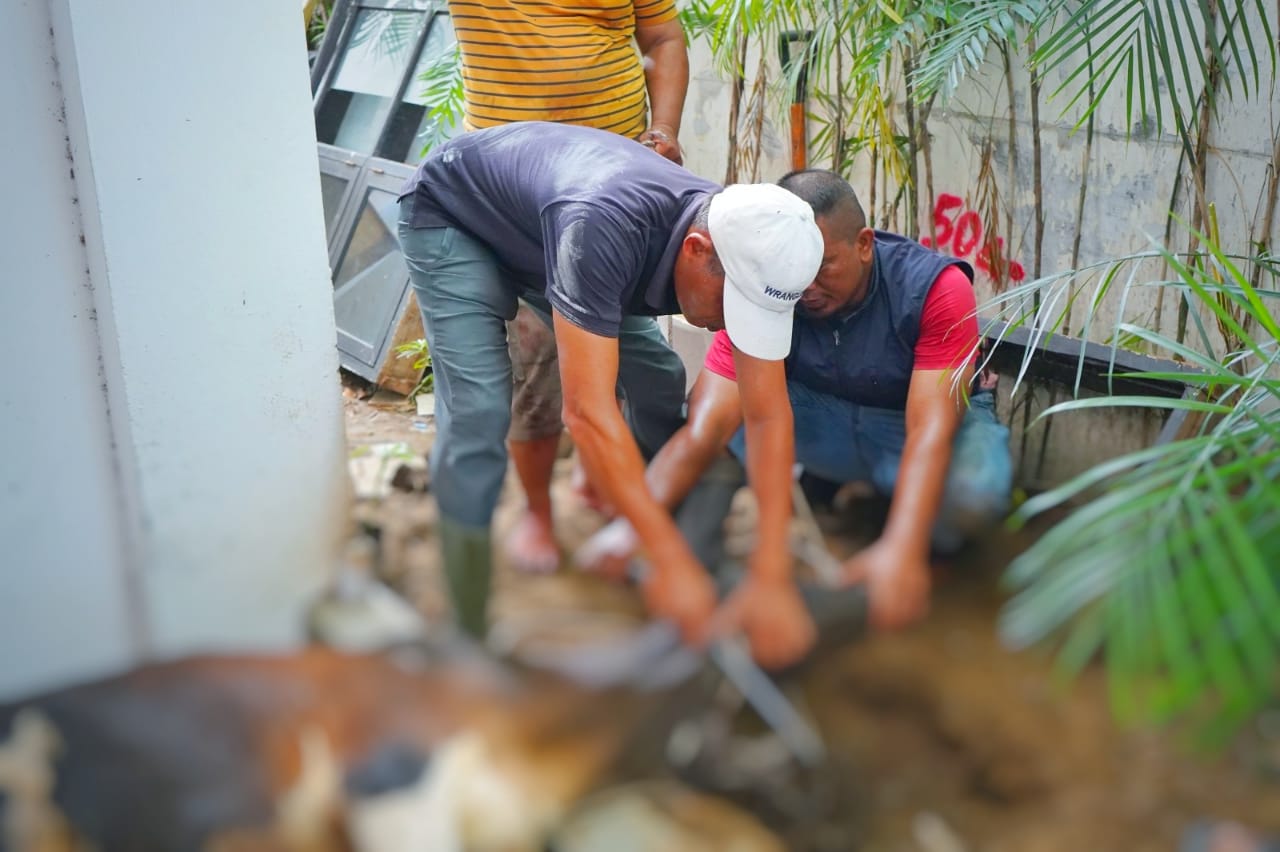 Kejari Medan Berbagi Daging Hewan Kurban