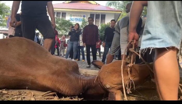 Idul Adha 1444 H, Dishub Medan Sembelih 14 Ekor Lembu Dan 2 Kambing
