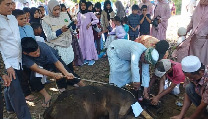 Palas Kurban 1.166 Ekor Sapi Dan 157 Ekor Kambing