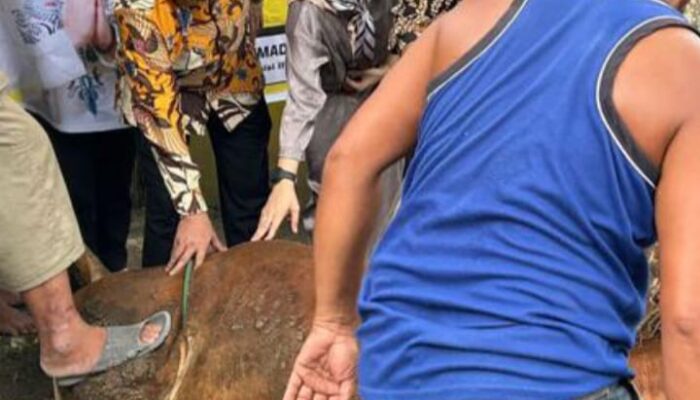 Golkar Batubara Sembelih Dua Hewan Kurban