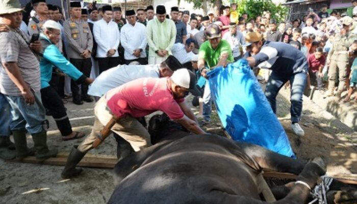 Wali Kota Medan Beserta Keluarga Sumbang Dua Ekor Hewan Qurban Di Kec. Medan Deli