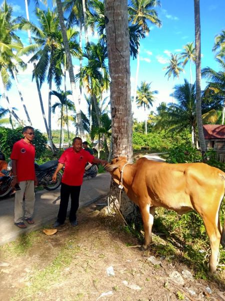 PDI-P Bagikan Hewan Kurban Di Madina PDI-P Bagikan Hewan Kurban Di Madina