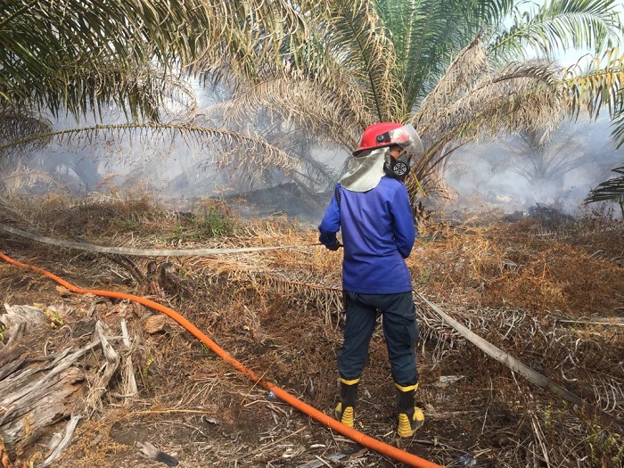 Perkebunan Sawit Warga Abdya Terbakar Perkebunan Sawit Warga Abdya Terbakar