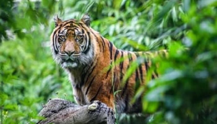 Harimau Teror Tambangan, Warga Takut Dan Kelaparan