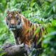Keberadaan harimau sumatera di perkampungan, persawahan dan ladang, menjadi semacam teror. Waspada/Ist