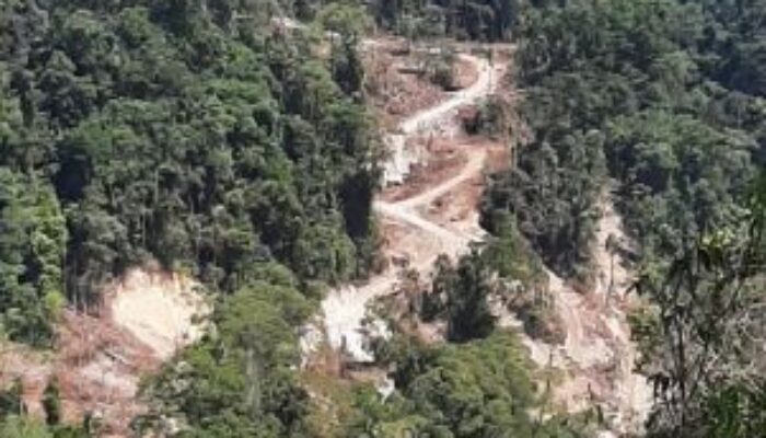 Illegal Logging Di Tapsel, Oknum KLHK Bungkam, Pengusaha Ngaku Punya Izin