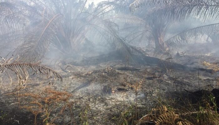 Perkebunan Sawit Warga Abdya Terbakar