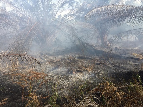 Perkebunan Sawit Warga Abdya Terbakar