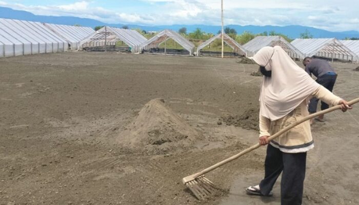 Tingkatkan Ekonomi Masyarakat Pesisir, Pemkab Pidie Kembangkan Garam Geomembran