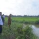 Pj Bupati Aceh Tamiang, Meurah Budiman saat meninjau salah satu lokasi jalur irigasi persawahan yang butuh perbaikan guna mengaliri air persawahan di Kec Banda Mulia dan Kec Bendahara.(Waspada/Yusri).