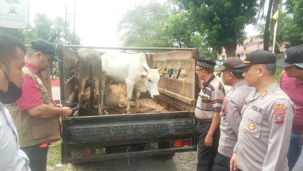 KAPOLSEK Besitang AKP Trisno Carlos Sihite bersama drh Raja Martungunus Silian memeriksa kesehatan lembub buat qurban. Waspada/Asrirrais