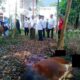 Bupati Sergai H. Darma Wijaya didampingi Sekda Kab. Sergai Faisal Hasrimy serta para OPD menyaksikan penyembelihan hewan kurban di kediaman Bupati Sergai Desa Firdaus. Waspada/Edi Saputra
