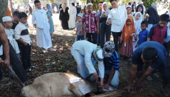 Jamaah Masjid Jami’ Annur Sibuhuan Sembelih 11 Hewan Qurban