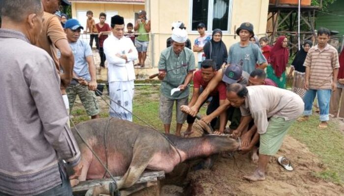 Pj. Bupati Simeulue Kurban Di Awe Seubal, Sekda Di Suka Karya