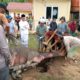 Pj Bupati Simeulue Ahmadliyah melihat dari dekat proses penyembelihan hewan kurban darinya dan keluarga di Desa Awe Seubal. Kamis (29/6). Waspada/Ist.