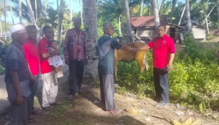 PDI-P Bagikan Hewan Kurban Di Madina