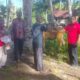PDI Perjuangan membagikan hewan kurban kepada kader dan masyarakat di Kec. Muara Batang Gadis, Kab. Mandailing Natal. Waspada/Ist