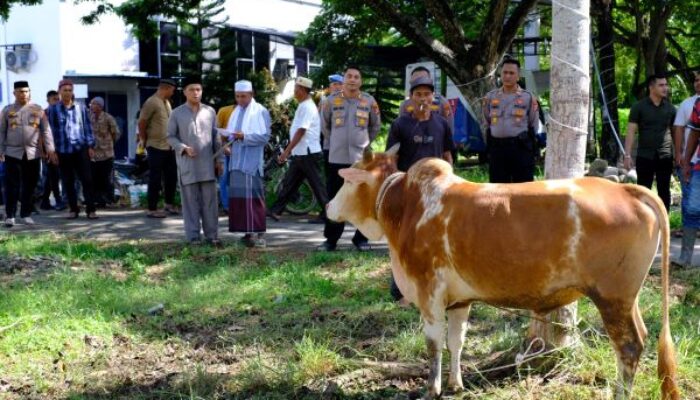 Qurban Presisi Polres Aceh Utara Sambut Idul Adha 1444 H