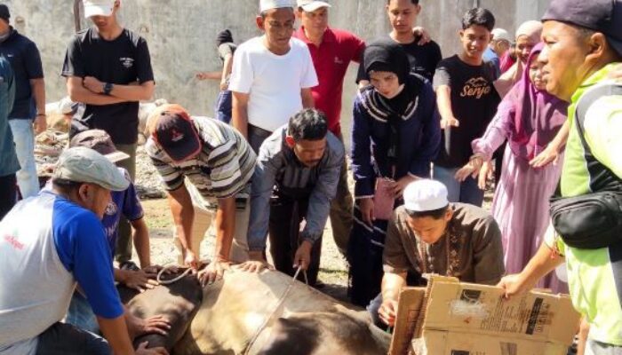 PHBI Dan BKM Masjid Raya Taqwa Parapat Sembelih 28 Hewan Kurban