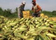 Kota Subulussalam, Aceh Dan Gunung Sitoli, Sumut, Masuk Kategori Rentan Rawan Pangan