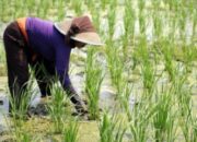 74 Kabupaten Dan Kota Masuk Kategori Daerah Rawan Pangan