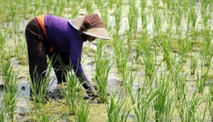 74 Kabupaten Dan Kota Masuk Kategori Daerah Rawan Pangan
