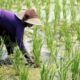 74 Kabupaten Dan Kota Masuk Kategori Daerah Rawan Pangan