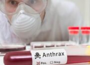 Kemenkes: Waspadai Antraks!
