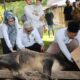 Pemko P. Siantar Kurban 9 Ekor Sapi