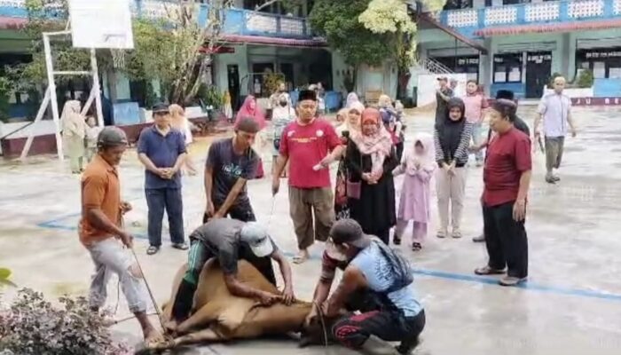 SMAN 3 Langsa Sembelih 4 Ekor Sapi