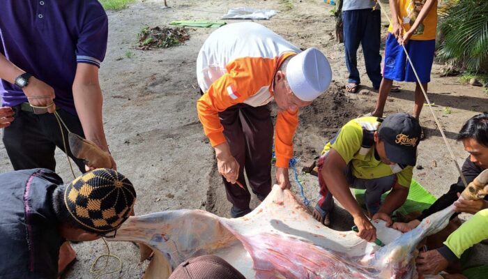 H. Hidayatullah, SE Tebar Hewan Qurban, 41 Kambing dan 3 Sapi