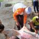 H. Hidayatullah, SE Tebar Hewan Qurban, 41 Kambing dan 3 Sapi
