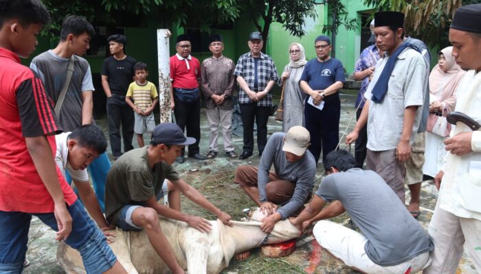 Pengurus Yayasan UISU Sembelih 12 Hewan Kurban