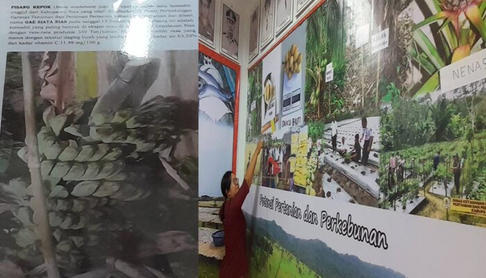 Pisang Kepok Nias Mulai Diminati