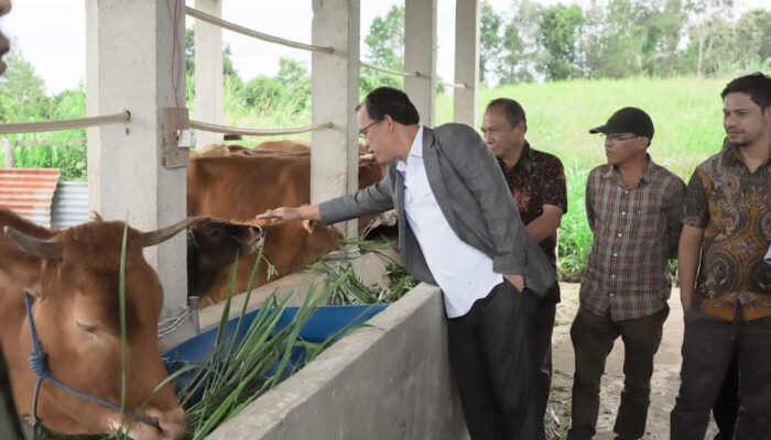 Bupati Humbahas Serahkan 56 Ekor Sapi Kepada Poktan