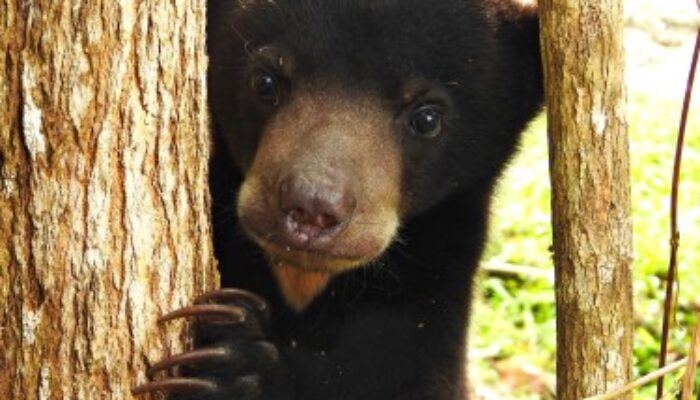 Pasca Diserang Beruang, Warga Roburandolok Tak Berani Ke Kebun