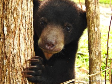 Pasca Diserang Beruang, Warga Roburandolok Tak Berani Ke Kebun