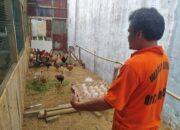 Bersyukur Dibina Di Rutan Tanjunggusta, Piter Hutasoit Siap Jadi Peternak Ayam