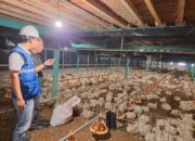 Pertanian Modern Berbasis Listrik Kian Berkembang, Program Electrifying Agriculture PLN Tumbuh 22,28 Persen